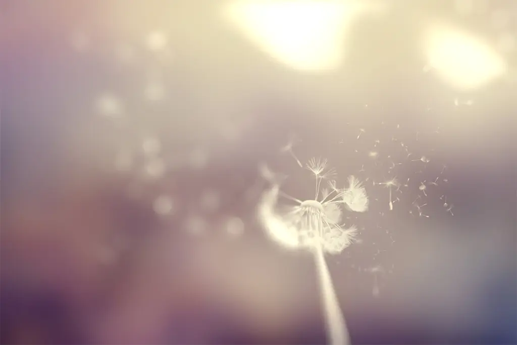 Reifer Löwenzahn Samen, der im Sonnenlicht vom Pflanzenstiel wegfliegt.